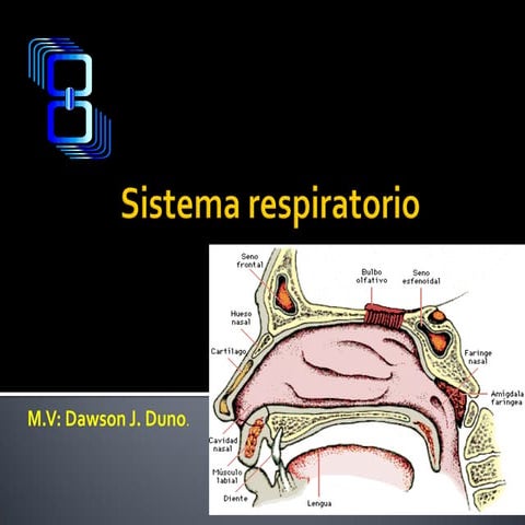 Histologia Sistema respiratorio