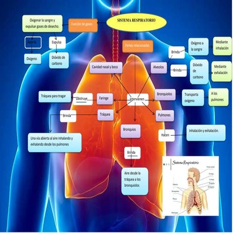 Sistema respiratorio.docx