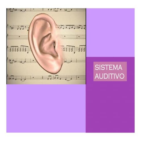 Sistema auditivo