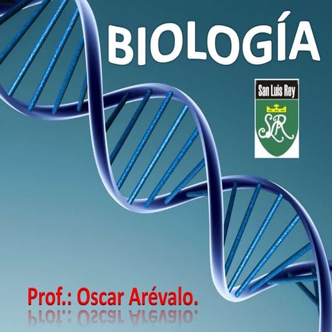 Sistema circulatorio   i