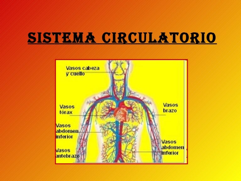 Sistema Circulatorio