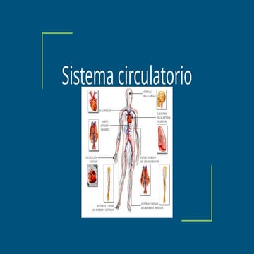 Sistema circulatorio 5to .pptx del cuerpo humano