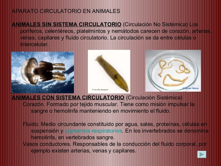 Sistema Circulatorio Animales