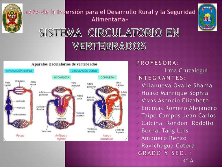 Cuadros Comparativos De Los Sistemas Circulatorio Images