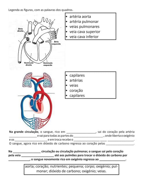 3º ano Sistema circulatório