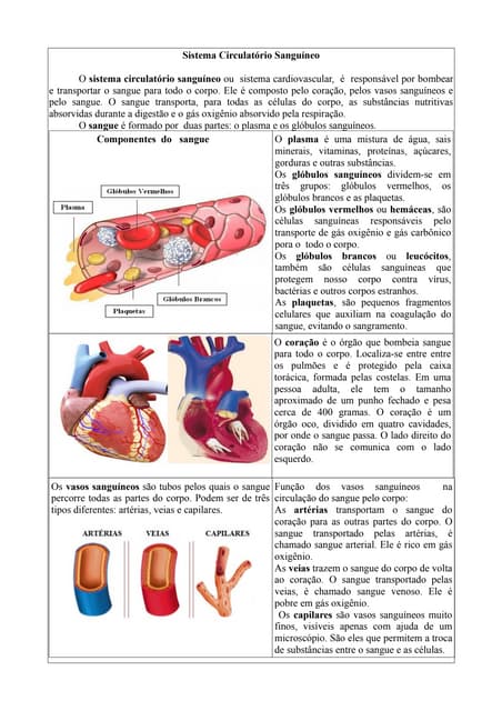 Sistema circulatório