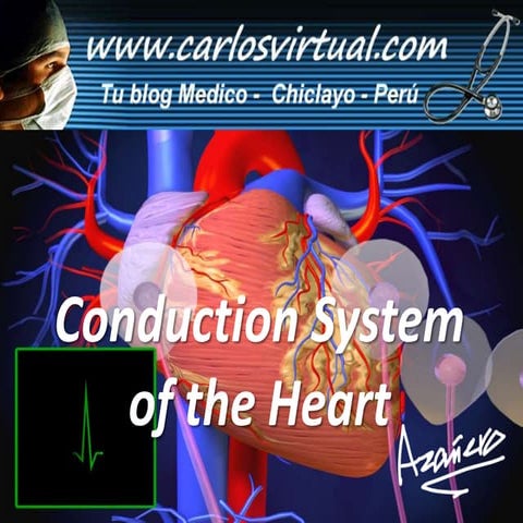 Conduction System of the Heart