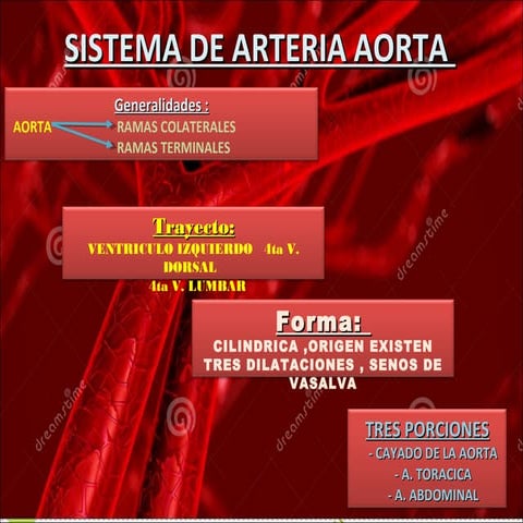 anatomía del cayado aortico y sus ramas
