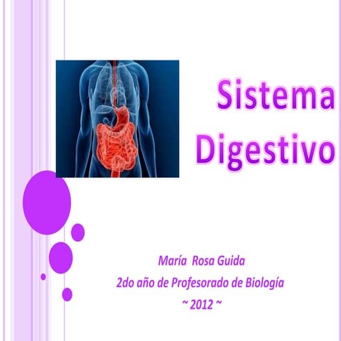 Sistema digestivo