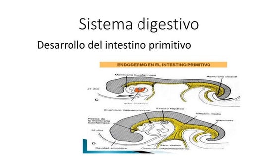 Porciones Del Intestino Primitivo Venice Intestino Primitivo | PDF