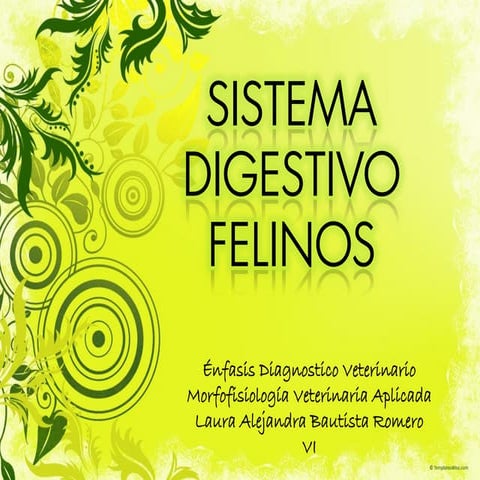 Sistema digestivo en felino