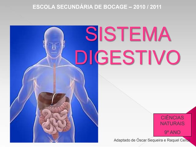 Sistema Digestivo