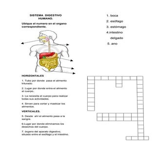 Sistema Digestivo Humano