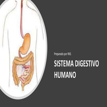 Sistema digestivo humano