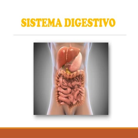 SISTEMA DIGESTIVO NUTRIENTES - órgãos do sistema digestivo