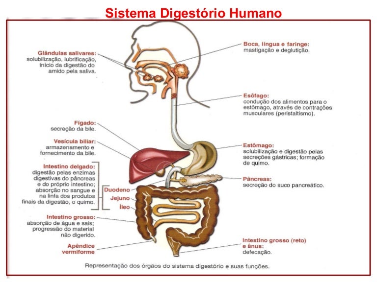 A Ilustração Abaixo Caracteriza Os órgãos Do Sistema Digestório