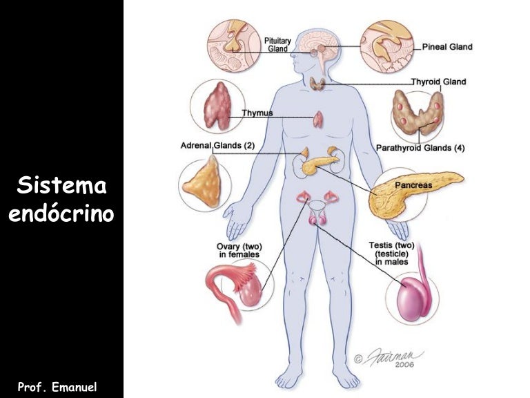 Ciencias Morfofuncionais Do Sistema Digestorio Endocrino E Renal