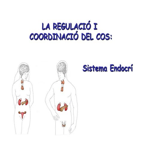 Sistema endocrí