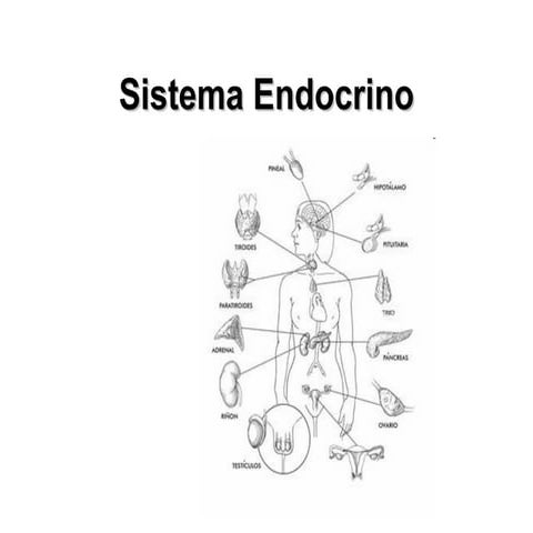Sistema Endocrino