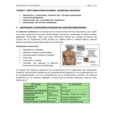 Sistema endocrino