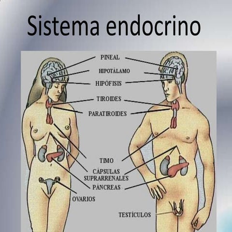 Sistema endocrino