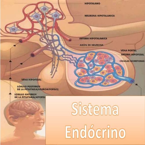 Sistema Endocrino