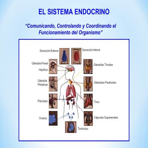 Sistema endocrino
