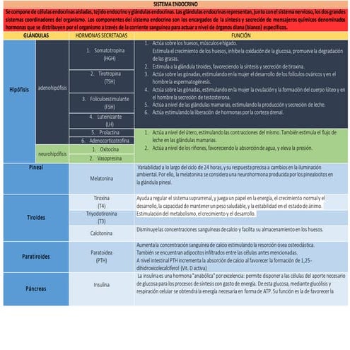 Sistema endocrino