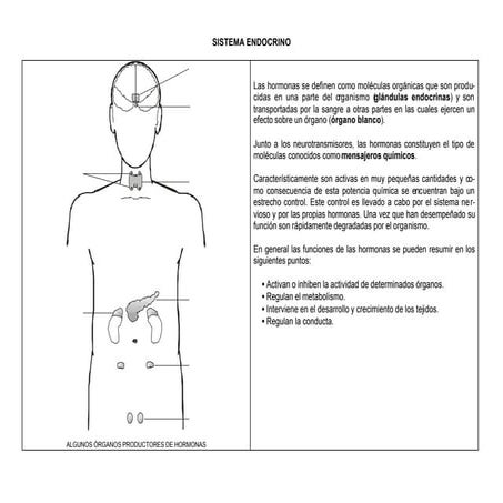 Sistema endocrino esquema