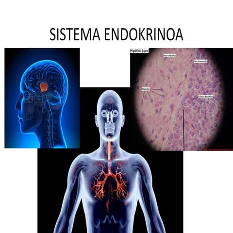 Sistema endokrinoa eta lokomozio aparatua