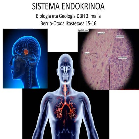 Sistema endokrinoa eta lokomozio aparatua
