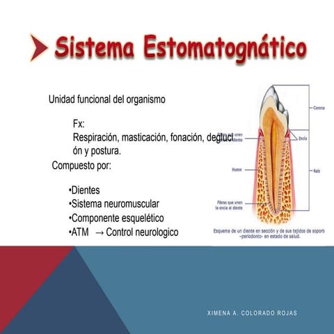 Sistema estomatognatico