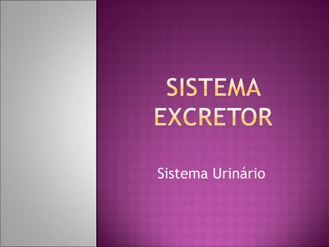 Sistema Excretor