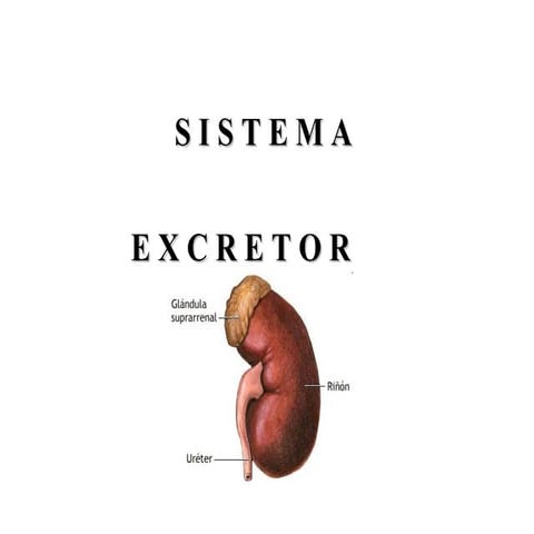 Sistema Excretor
