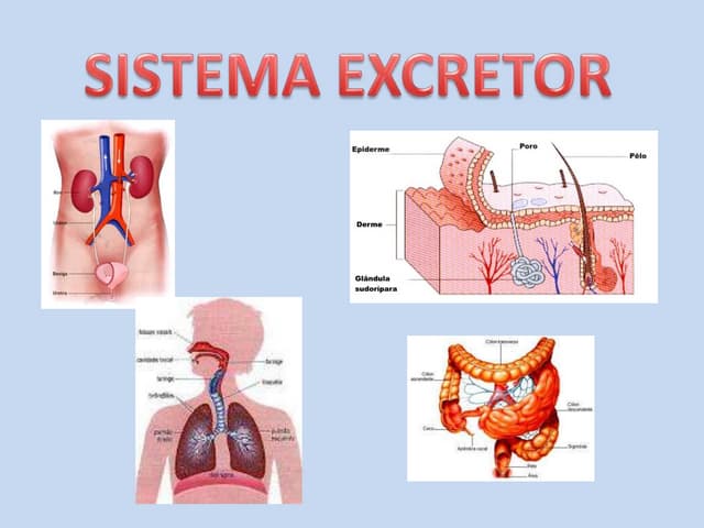 Sistema excretor