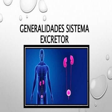Aparato excretor