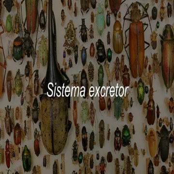 Sistema excretor de los insectos.pptx