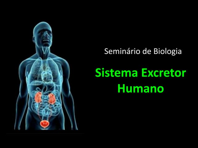 Sistema Excretor Humano