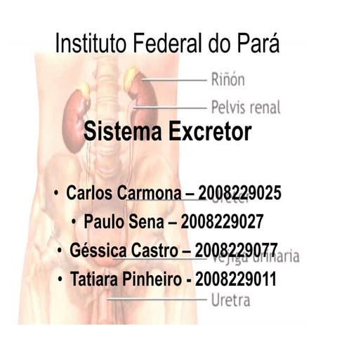 Sistema excretor slideshare