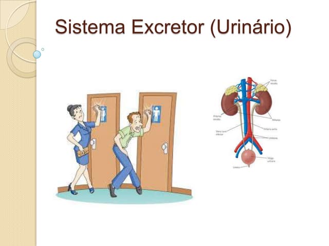 Sistema excretor (urinário)