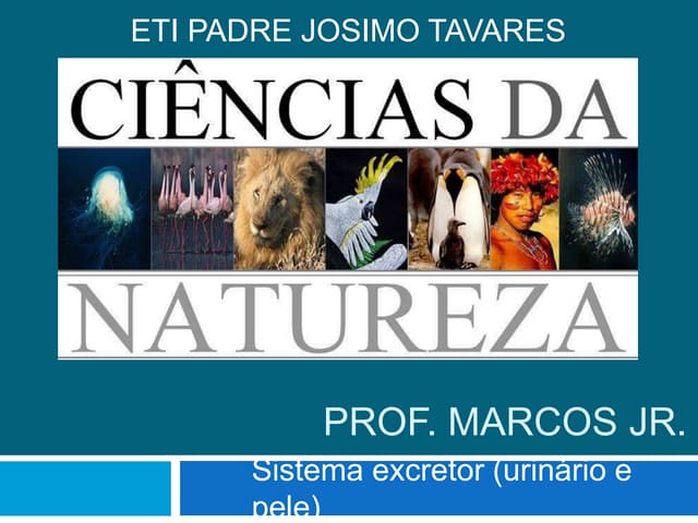 SISTEMA URINÁRIO - ETI