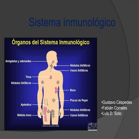 How Do You Say Immune System In Spanish