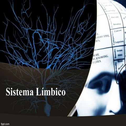 Sistema Limbico - Completo