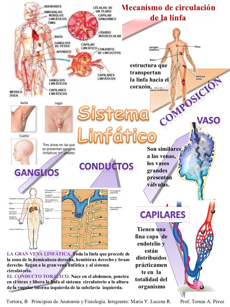 Sistema linfatico Sistema linfatico