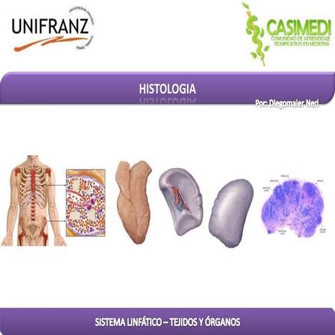Sistema linfatico   tejidos y organos