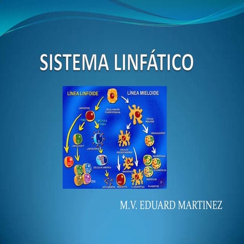 Histologia del Sistema linfático