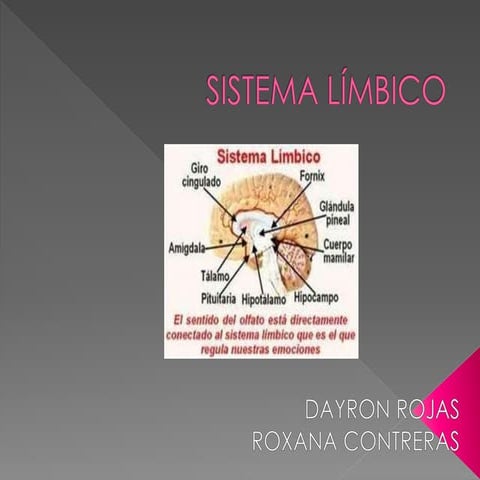 Sistema límbico. 