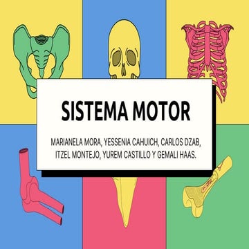 Comprehensive Overview of the Human Motor System: Structure, Function ...