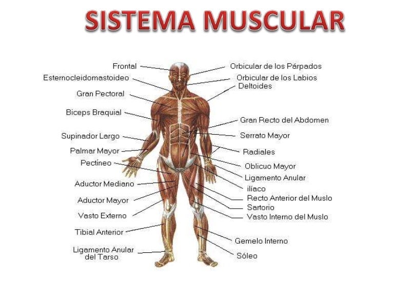 Das Funções Abaixo Todas São Realizadas Pelo Sistema Muscular
