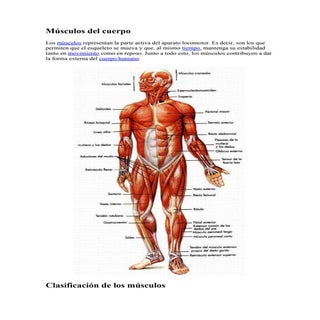 Sistema muscular